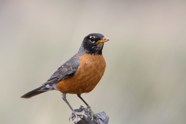 Robin-600x400-1