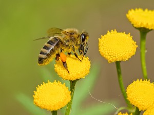 pexels-photo-460961-300x225